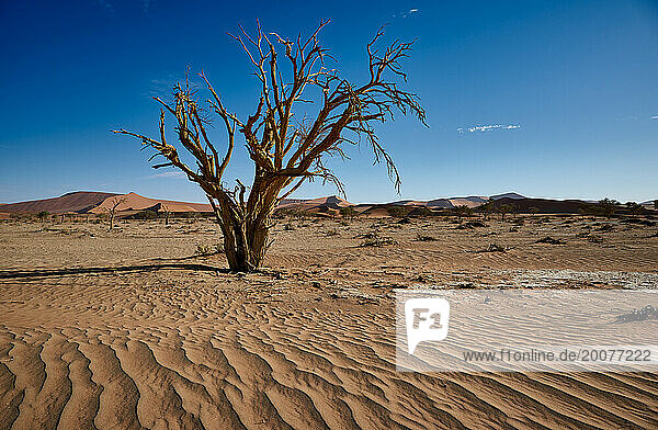 Baum in Sanddünen der Namib-Wüste  Namibia  Afrika |tree in sand dunes of Namib desert  Namibia  Africa|