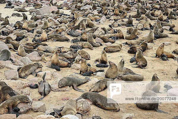 Braune Pelzrobbenkolonien mit Babys  Cape Cross Seal Reserve  Namibia  Afrika |Brown fur seal colonies with babies  Cape Cross Seal Reserve  Namibia  Africa|