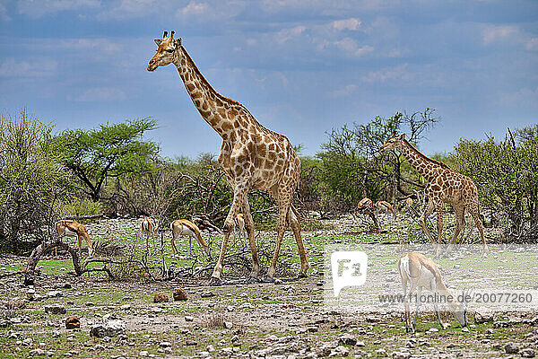 Angola Giraffe (Giraffa camelopardalis angolensis) Mutter mit Jungtier  Etosha Nationalpark  Namibia  Afrika |Angolan giraffe or Namibian giraffe or smokey giraffe (Giraffa camelopardalis angolensis) mother with youngster  Etosha National Park  Namibia  Africa|
