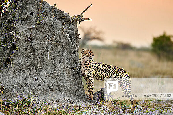 Gepard (Acinonyx jubatus) markiert sein Teritorium  Etosha Nationalpark  Namibia  Afrika |cheetah (Acinonyx jubatus) marking its territory  Etosha National Park  Namibia  Africa|