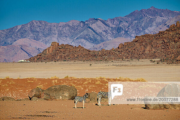 Steppenzebras (Equus quagga) in trockener Berglandschaft des ariden Namib-Naukluft-Park  Namibia  Afrika |Plains zebras in (Equus quagga) dry mountain landscape of the arid Namib-Naukluft Park  Namibia  Africa|