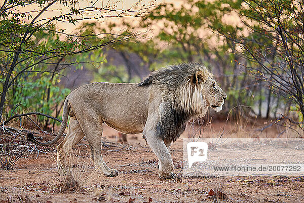Männlicher Löwe (panthera leo) patrouilliert auf seinem Territorium, Etosha Nationalpark, Namibia, Afrika |male lion (panthera leo) patroling its territory, Etosha National Park, Namibia, Africa|