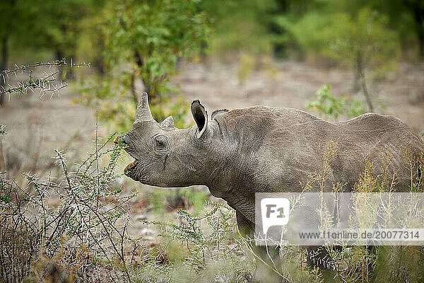 Spitzmaulnashorn (Diceros bicornis)  Etosha Nationalpark  Namibia  Afrika |Black rhinoceros (Diceros bicornis)  Etosha National Park  Namibia  Africa|
