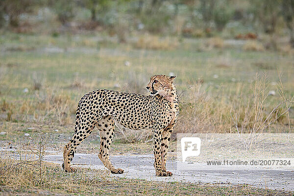 Gepard (Acinonyx jubatus), Etosha Nationalpark, Namibia, Afrika |cheetah (Acinonyx jubatus), Etosha National Park, Namibia, Africa|