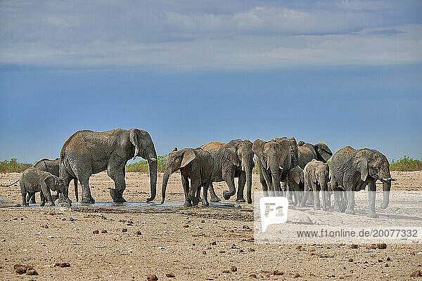 grosse Herde afrikanischer Elefanten (Loxodonta africana) am Wasserloch  Etosha Nationalpark  Namibia  Afrika |Large herd of African elephants (Loxodonta africana) at the waterhole  Etosha National Park  Namibia  Africa|