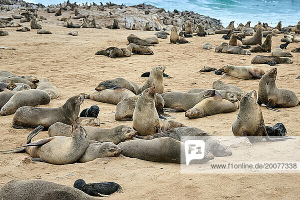 Braune Pelzrobbenkolonien mit Babys  Cape Cross Seal Reserve  Namibia  Afrika |Brown fur seal colonies with babies  Cape Cross Seal Reserve  Namibia  Africa|