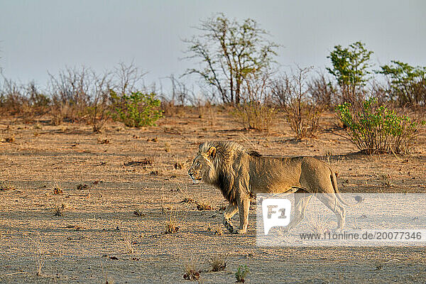Männlicher Löwe (panthera leo) patrouilliert auf seinem Territorium  Etosha Nationalpark  Namibia  Afrika |male lion (panthera leo) patroling its territory  Etosha National Park  Namibia  Africa|