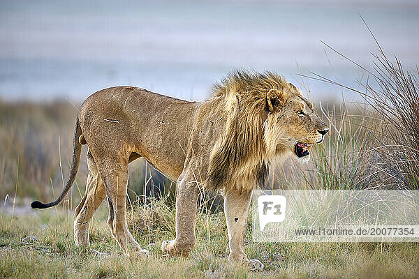 Männlicher Löwe patrouilliert auf seinem Territorium  Etosha Nationalpark  Namibia  Afrika |male lion patroling its territory  Etosha National Park  Namibia  Africa|