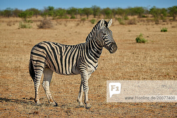 Steppenzebra der Unterart Burchell-Zebra (Equus quagga burchelli)  Etosha Nationalpark  Namibia  Afrika |plains zebra or Burchell's zebra (Equus quagga burchellii)  Etosha National Park  Namibia  Africa|