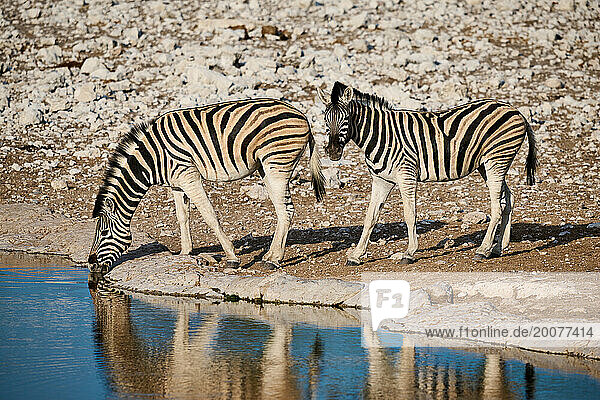 Steppenzebra der Unterart Burchell-Zebra (Equus quagga burchelli) am Wasserloch  Etosha Nationalpark  Namibia  Afrika |plains zebra or Burchell's zebra (Equus quagga burchellii) at waterhole  Etosha National Park  Namibia  Africa|