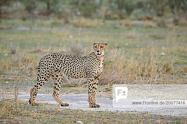 Gepard (Acinonyx jubatus)  Etosha Nationalpark  Namibia  Afrika |cheetah (Acinonyx jubatus)  Etosha National Park  Namibia  Africa|