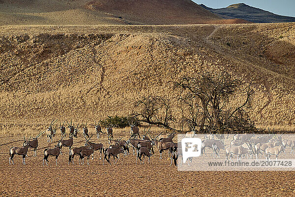 Riesige Herde Oryx-Antilopen (Oryx)  die durch den Namib-Naukluft-Park wandert  Namibia  Afrika |huge herd of Oryx antelope (Oryx) migrating in Namib-Naukluft-Park  Namibia  Africa|