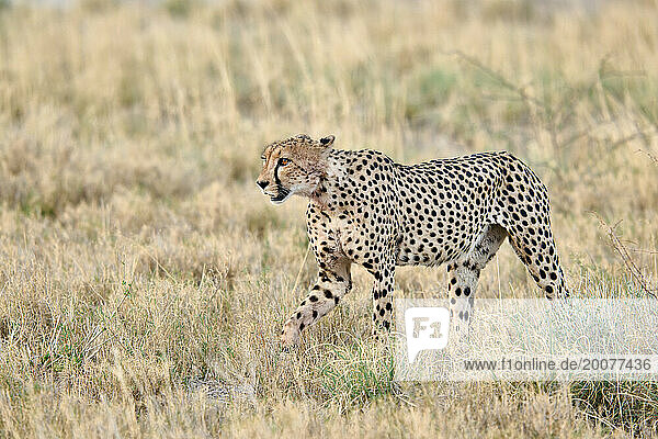 Gepard (Acinonyx jubatus)  Etosha Nationalpark  Namibia  Afrika |cheetah (Acinonyx jubatus)  Etosha National Park  Namibia  Africa|