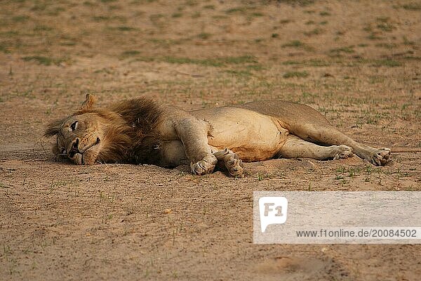 Löwin liegt im Sand am Ufer des Unteren Sambesi Flusses. Löwin am Süd Luangwa