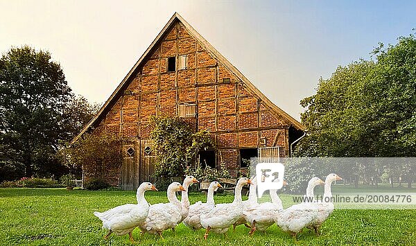Bauernhof mit Gänsen