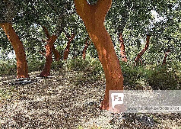Rote Baumstämme mit frisch geernteter Rinde Quercus suber  Korkeiche  Naturpark Sierra de Grazalema  Provinz Cadiz  Spanien  Europa