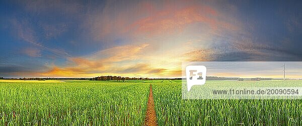 Blick über grüne Getreidefelder im Sonnenuntergang  Abendlicht  Panorama  Querformat  Abendlicht  Landschaftsfotografie  Naturaufnahme  Windräder  Neustadt am Rübenberge  Niedersachsen  Deutschland  Europa