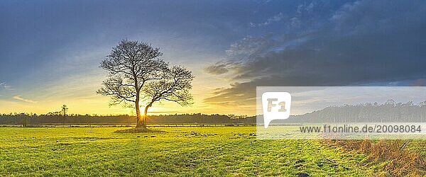 Die Sonne geht hinter einem Baum unter der allein auf einer Wiese steht  Sonnenuntergang  Abendstimmung  Warmes Licht  Panorama  Landschaftsaufnahme  Naturaufnahme  Sonnenstern  Schneeren  Neutstadt am Rübenberge  Hannovern Niedersachsenn Deutschland