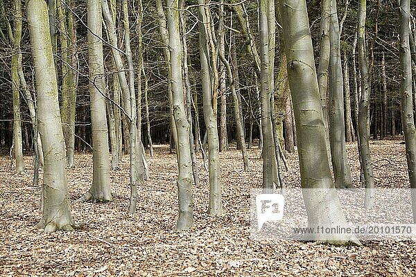 Dichter Baumbestand mit Teppich aus brauner Laubstreu im Wald  Barthrop's Folly  Hollesley  Suffolk  England  Großbritannien  Europa
