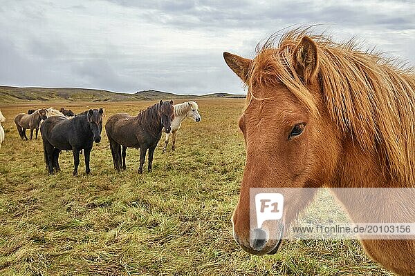 Icelandic horses in field (Equus caballus) Iceland