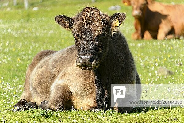 Scottish Highland cattle (Bos taurus)  animal portrait  Scotland  Great Britain