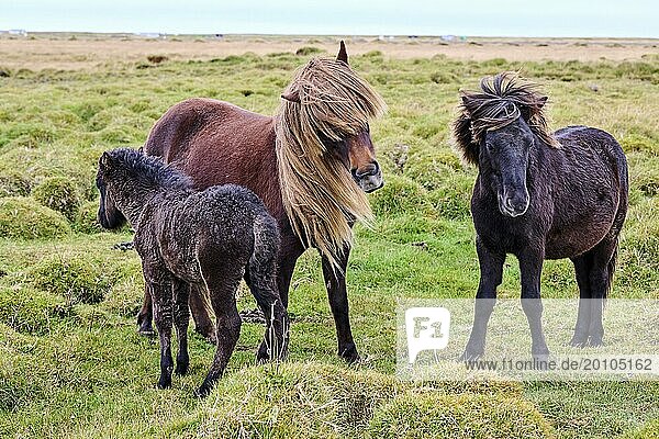Icelandic horses  group of three interacting  (Equus caballus) Iceland