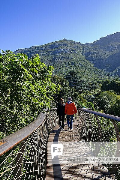 Visitors on the Boomslang Canopy Trail  Kirstenbosch Tree Canopy Walkway  Kirstenbosch Botanical Gardens  Cape Town  Cape Town  Western Cape  South Africa  Africa