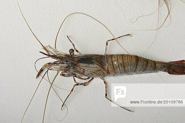 Close-up of a brown shrimp with long antennae against a white background
