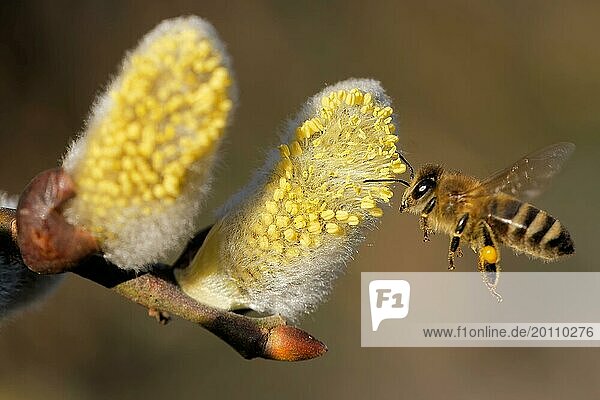 Bee on a willow catkin