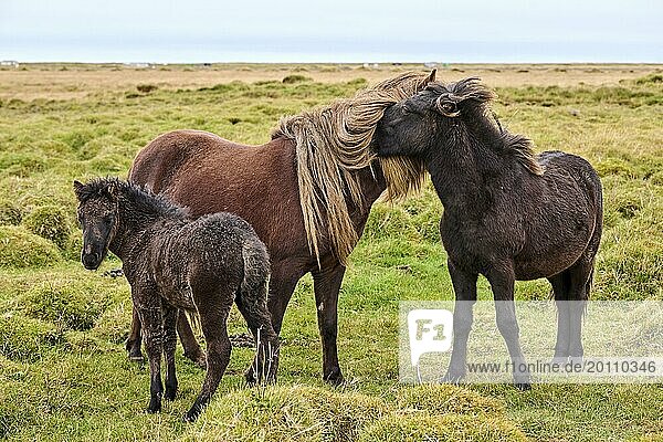 Islandpferde  Gruppe von drei interagierenden Pferden  (Equus caballus) Island