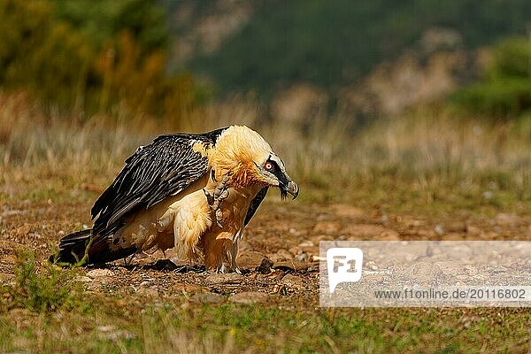 Old bearded vulture (Gypaetus barbatus)  portrait  Catalonia  Pyrenees  Spain  Europe