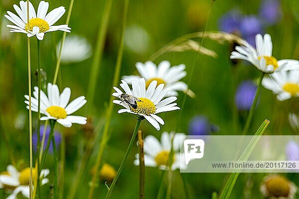 Flowering marguerites (Leucanthemum) with western honey bee (Apis mellifera)  colourful flowers  grasses and insects in a wild  natural flower meadow  Germany  Europe