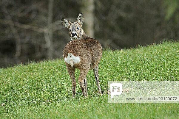 European roe deer (Capreolus capreolus) in winter coat and eye injury secured in the meadow  Allgäu  Bavaria  Germany  Europe