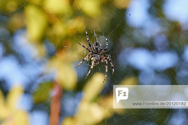 Nahaufnahme einer Spinne (aranea) im Netz mit unscharfem Hintergrund  Biotop Strofilia  Feuchtgebiete  Kalogria  Peloponnes  Griechenland  Europa