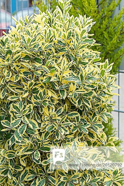 Japanese spindle bush (Euonymus japonicus 'Bravo')  (Hamamelis)