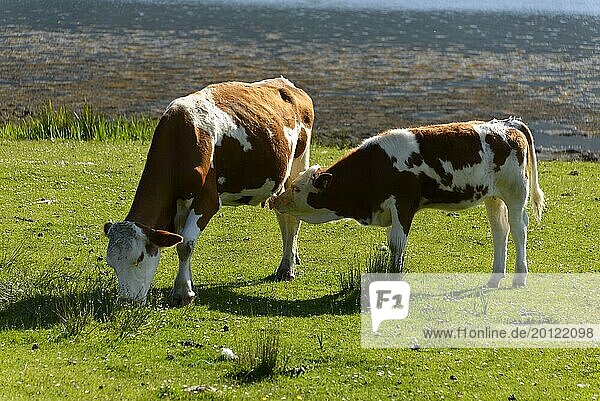 Cows  animal portrait  Scotland  Great Britain