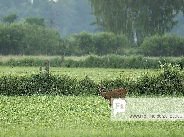 European roe deer (Capreolus capreolus)  roebuck standing in a meadow  wildlife  Lower Saxony  Germany  Europe
