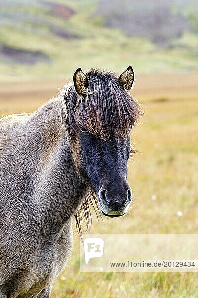 Icelandic Horse (Equus caballus) portrait  Iceland  Europe