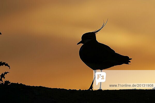Northern lapwing (Vanellus vanellus) adult bird silhouetted on a ridge at sunset  England  United Kingdom  Europe