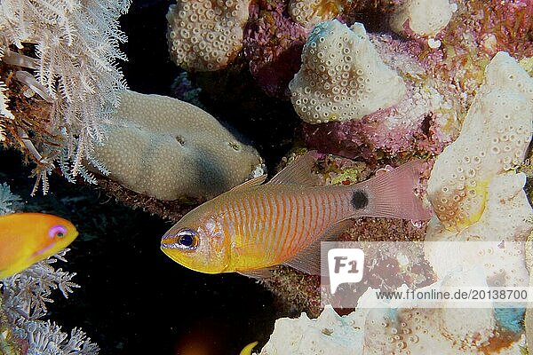 Orange-banded cardinalfish (Taeniamia fucata) (Archamia fucata)  dive site House Reef  Mangrove Bay  El Quesir  Red Sea  Egypt  Africa