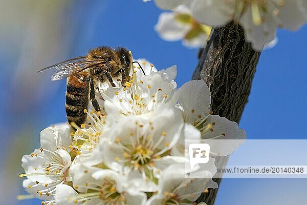 Biene bestäubt Blüten