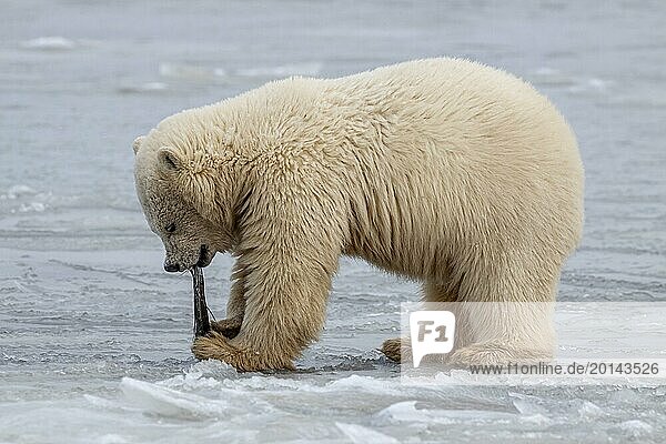 Polar bear (Ursus maritimus)  young playing in pack ice  Kaktovik  Arctic National Wildlife Refuge  Alaska  USA  North America