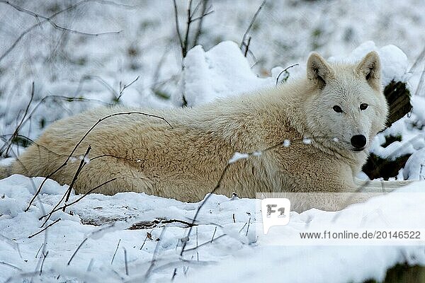 Polarwolf im Schnee