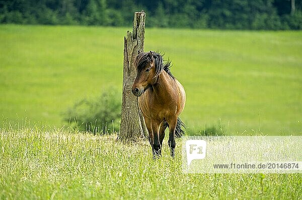 Domestic horse (Equus caballus) in front of tree stump on pasture  hill  Nidda  Hesse  Germany  Europe