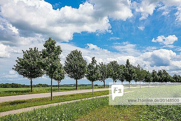 Feld mit Bäumen in der Nähe von Rostock