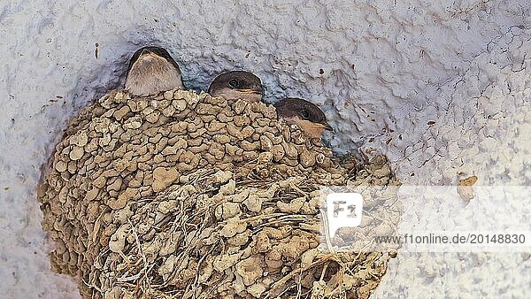 Young swallows in a cosy nest waiting for food  Koroni  Byzantine fortress  nunnery  Peloponnese  Greece  Europe
