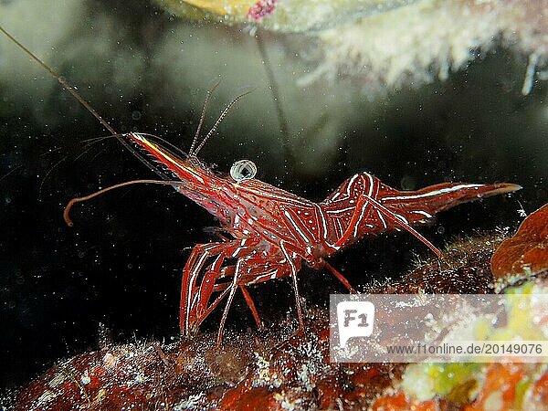 Camel shrimp (Rhynchocinetes durbanensis)  House Reef dive site  Mangrove Bay  El Quesir  Red Sea  Egypt  Africa