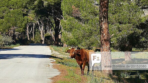 Eine Kuh (bubulae)  steht alleine auf einer sonnigen Straße  umgeben von Bäumen  Biotop Strofilia  Feuchtgebiete  Kalogria  Peloponnes  Griechenland  Europa