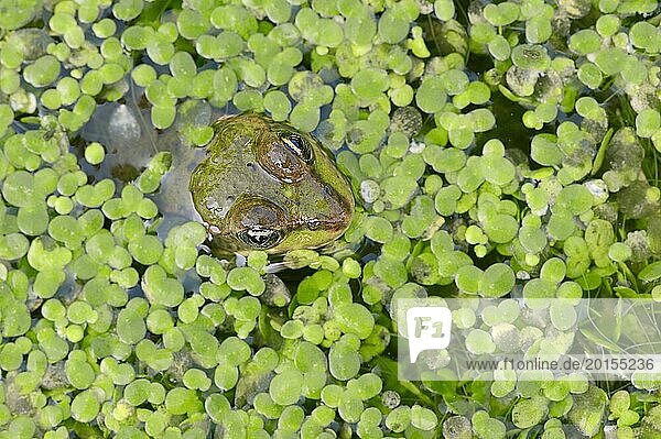 Edible Frog (Pelophylax esculentus  Rana esculenta) in a pond with duckweed (Lemna minor)  North Rhine-Westphalia  Germany  Europe