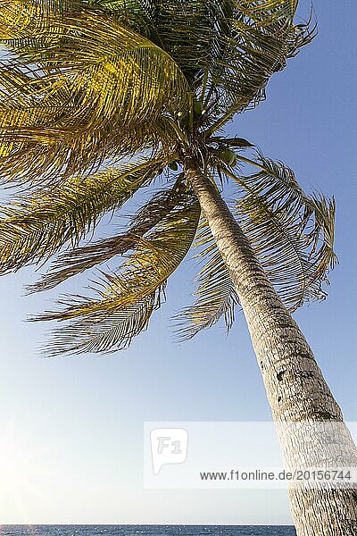 Palme im Wind am Strand  Kuba  Mittelamerika
